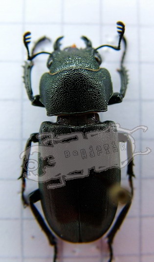 Genus Cyclommatus the online insect museum